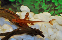 L010a Rineloricaria Sp. S L010A Red Lizard Catfish