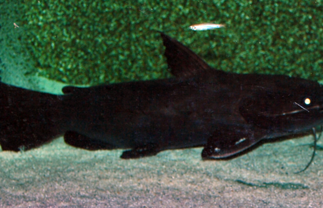 Trachycorystes trachycorystes
