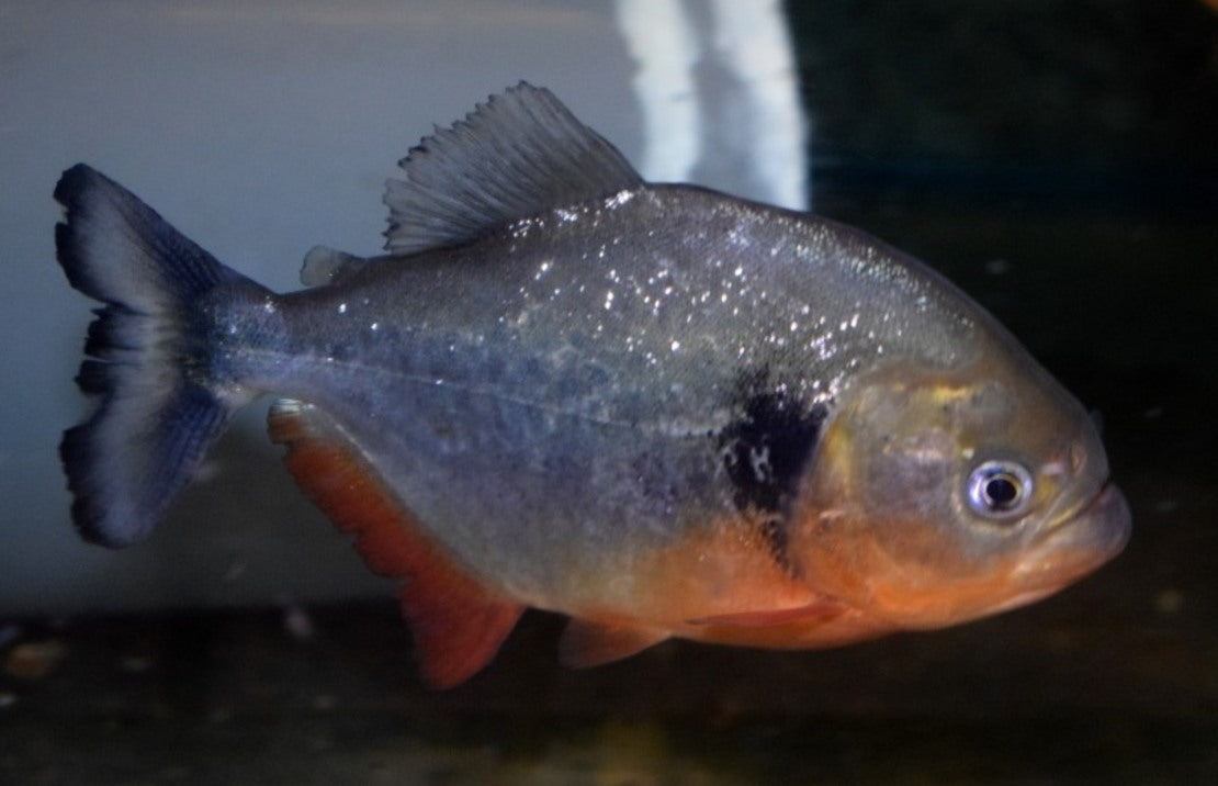 Pygocentrus Cariba M Piranha Cariba