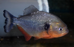Pygocentrus Cariba M Piranha Cariba