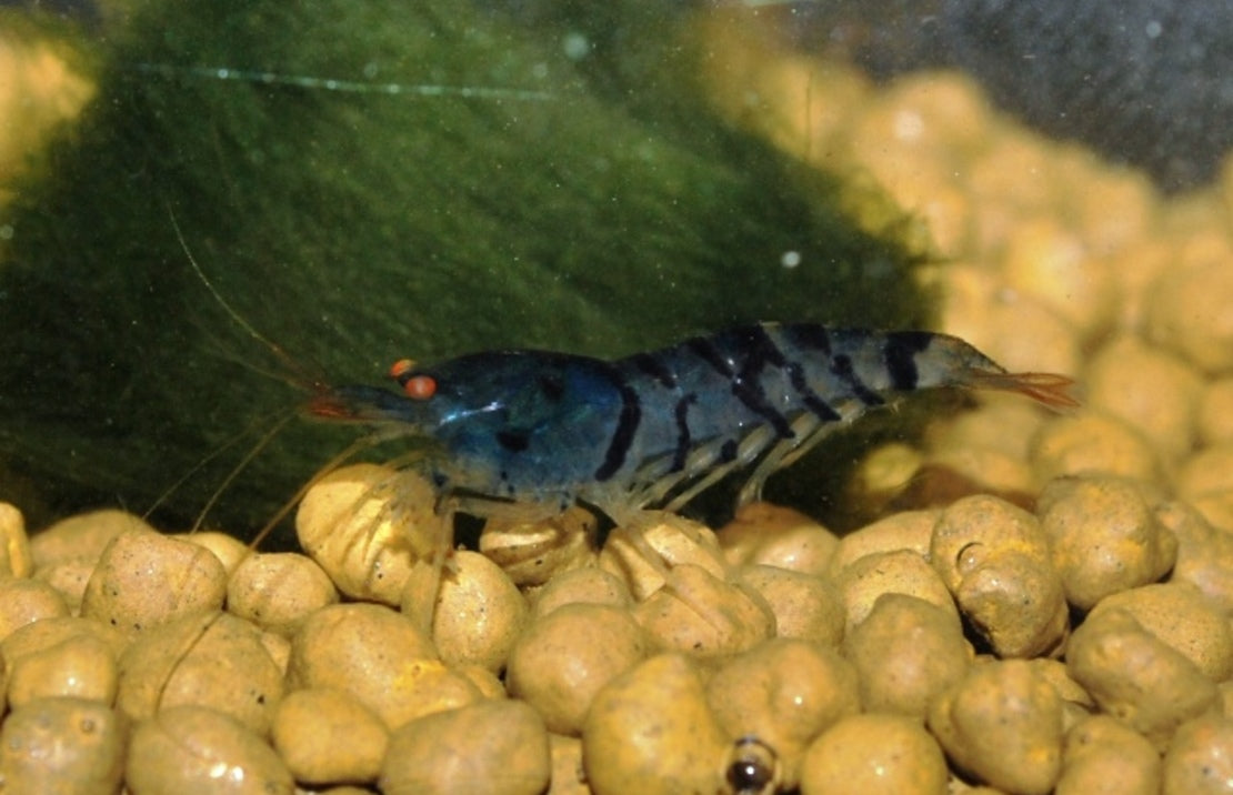 Caridina Cantonensis Blue Tiger S Blue Tiger Garnaal