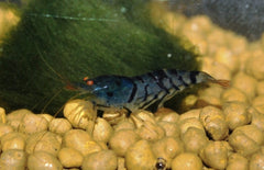 Caridina Cantonensis Blue Tiger S Blue Tiger Garnaal