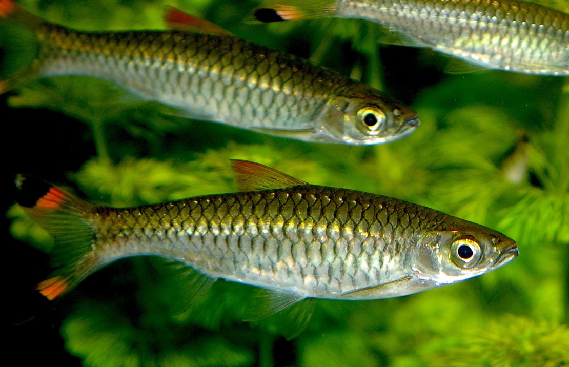 Rasbora caudimaculata M Grote oranje knipstaart