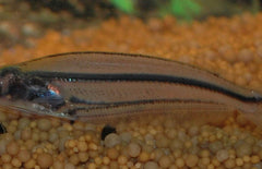 Etropiellus debauwi