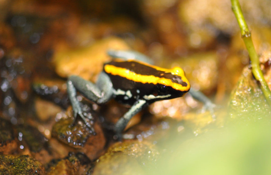 Pijlgifkikkers (Dendrobatidae)