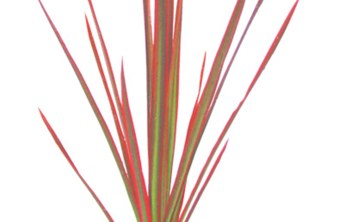 Dracaena 'colorama'