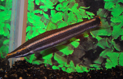 Anostomus Ternetzi L Goudstreep Kopstaander