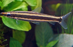 Anostomus Ternetzi L Goudstreep Kopstaander
