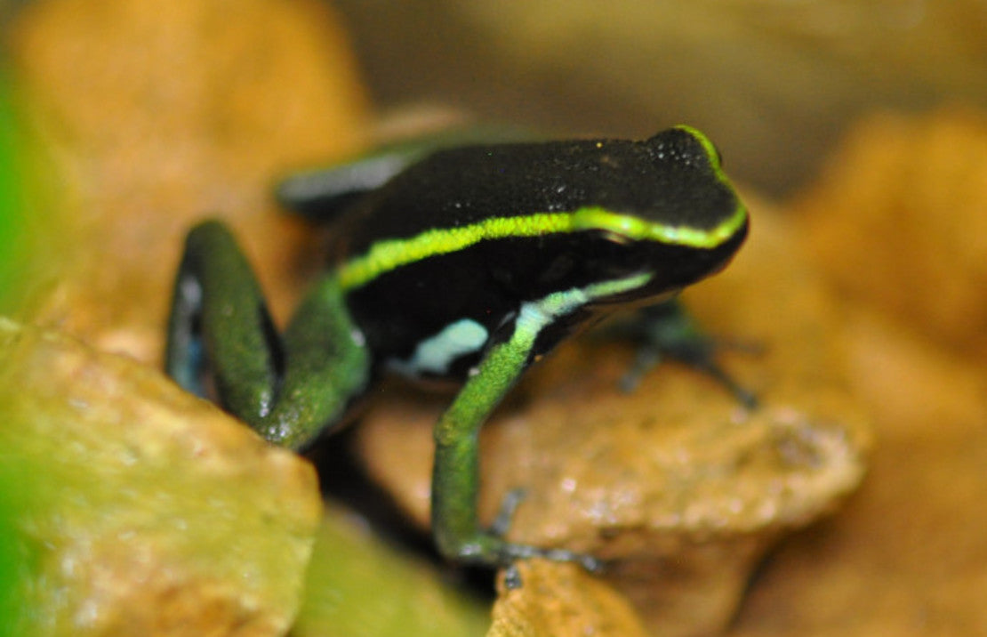 Ameerega Trivittata (eu-bred) L Driestreep Pijlgifkikker