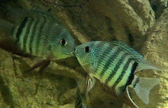 Heros Sp. Inirida S Inirida Heros