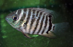 Heros Sp. Inirida S Inirida Heros