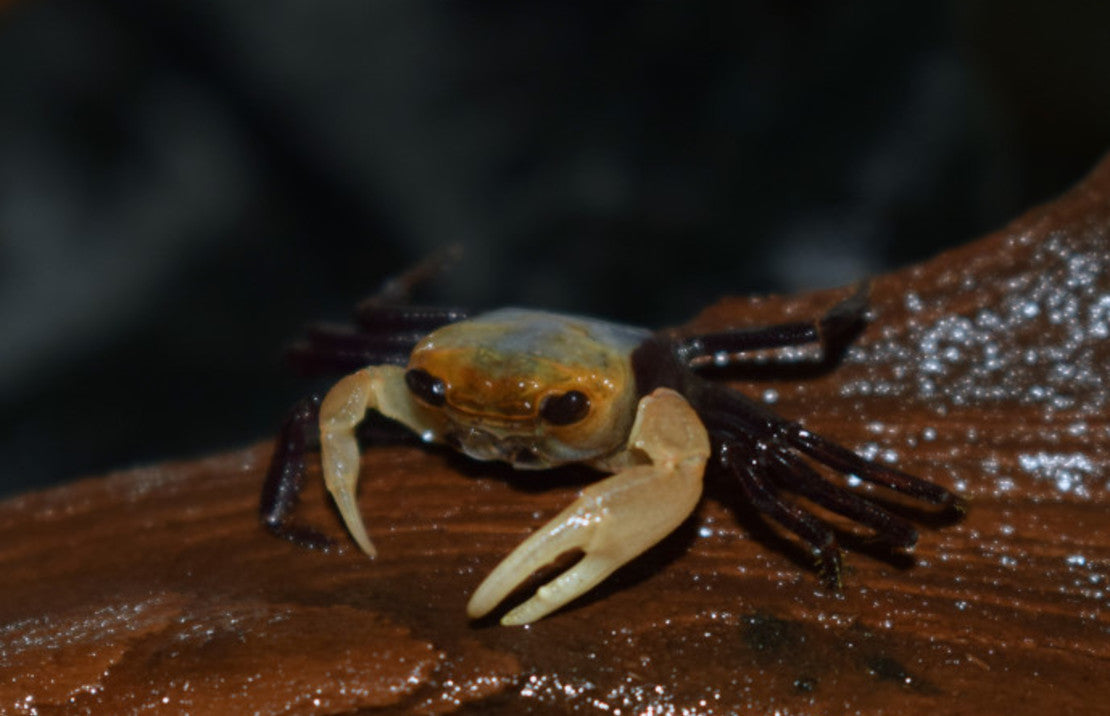 Panda Krab Lepidothelphusa cognetti M