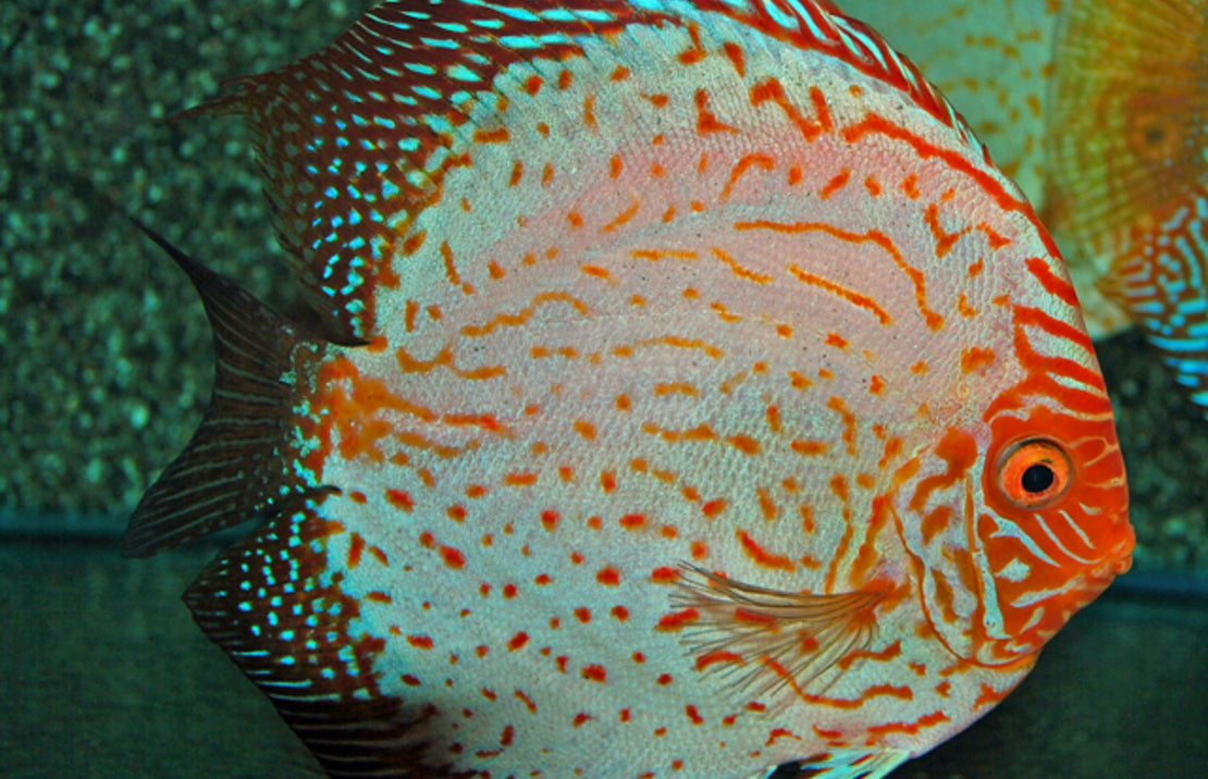 Discus Pigeon Blood Aequifasciatus Pigeon Blood S