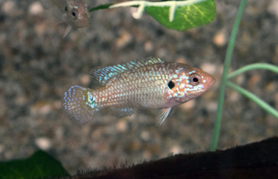 Hemichromis Lifalili neon Blue S Juweelcichlide Neon Blauw