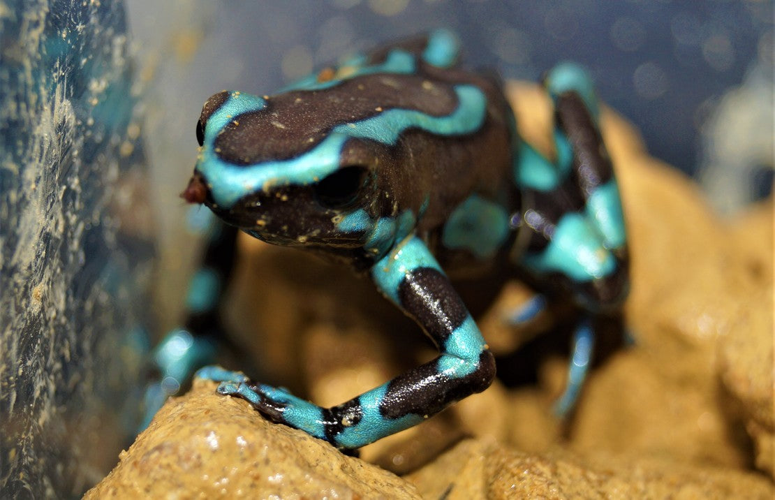 Dendrobates Auratus Bronze (eu-bred) M Gouden Gifkikker Brons