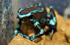 Dendrobates Auratus Bronze (eu-bred) M Gouden Gifkikker Brons