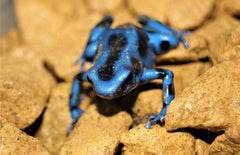 Dendrobates Auratus Blue (eu-bred) M Gouden Gifkikker Blauw