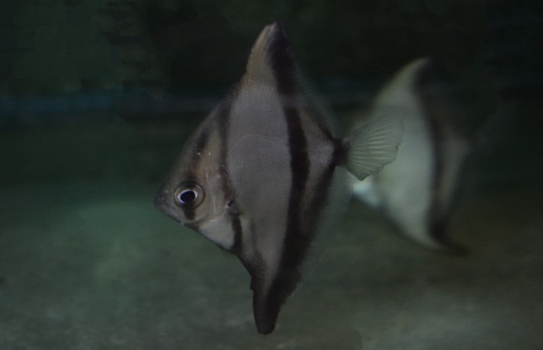 Monodactylus Sebae M Afrikaanse Bladvis