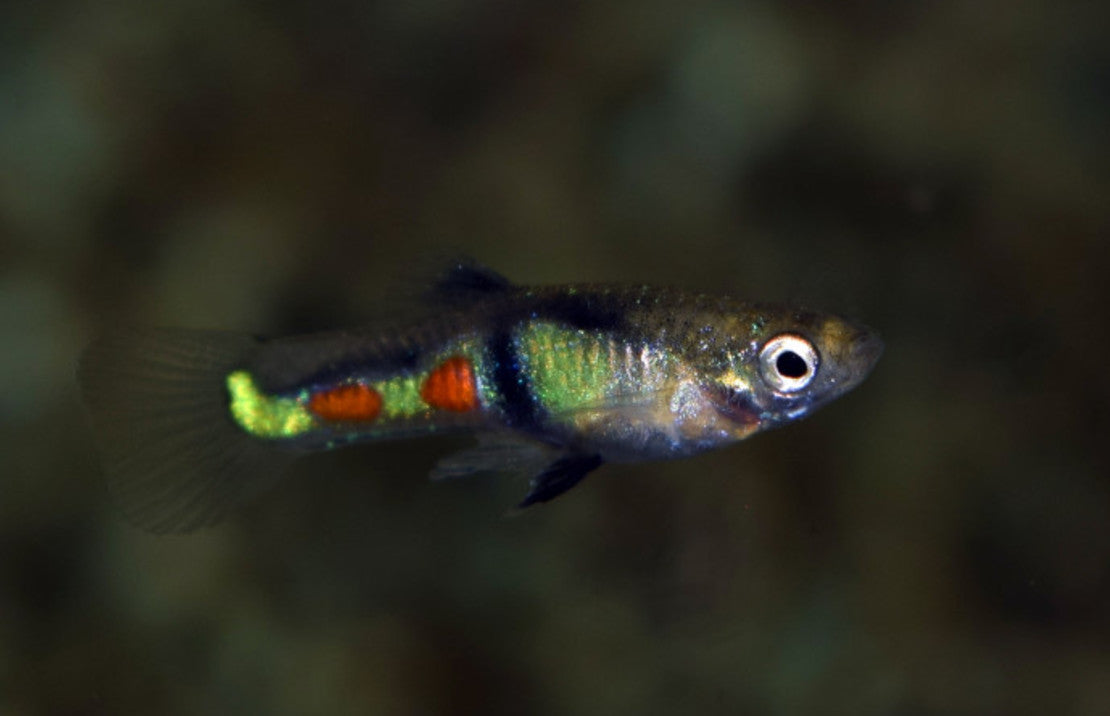 Poecilia Wingei El Tigre
