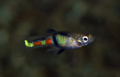 Poecilia Wingei El Tigre