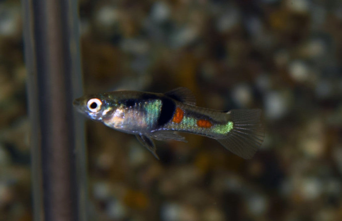 Poecilia Wingei El Tigre