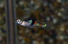 Poecilia Wingei El Tigre