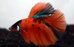Betta Sp. Half Moon Nemo Male XL Kempvis Halfmoon Nemo Man