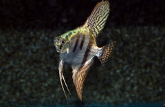 Pterophyllum Scalare Pinoy Zebra M Maanvis Pinoy Zebra