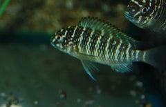 Tropheus Moorii Murago S-m  Tanganyika Cichlide Moorii Murago