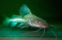 P.hemiliopterus X Pseudoplatystoma M Meerval