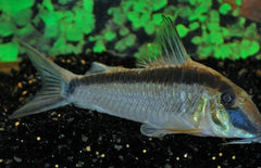 Corydoras Narcissus XL Pantsermeerval Narcissus wildvang