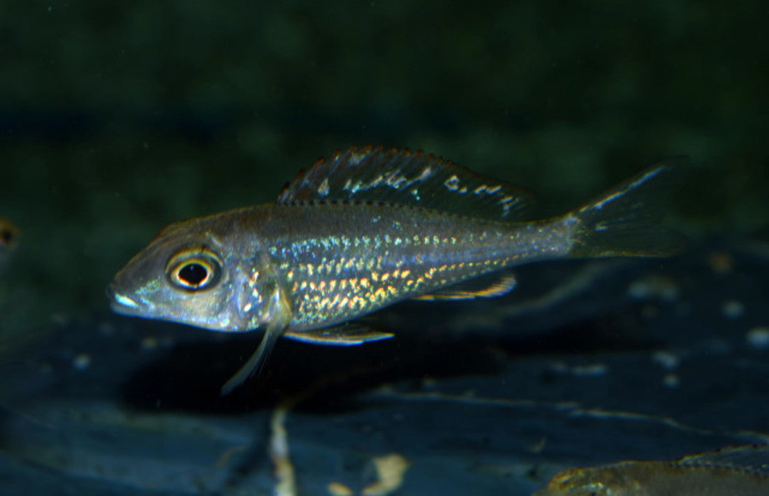 Callochromis Pleurospilus Kigoma F1 S-m Tanganyika Glansmuilbroeder