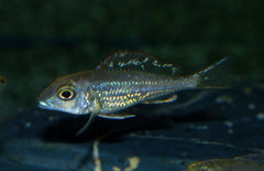 Callochromis Pleurospilus Kigoma F1 S-m Tanganyika Glansmuilbroeder