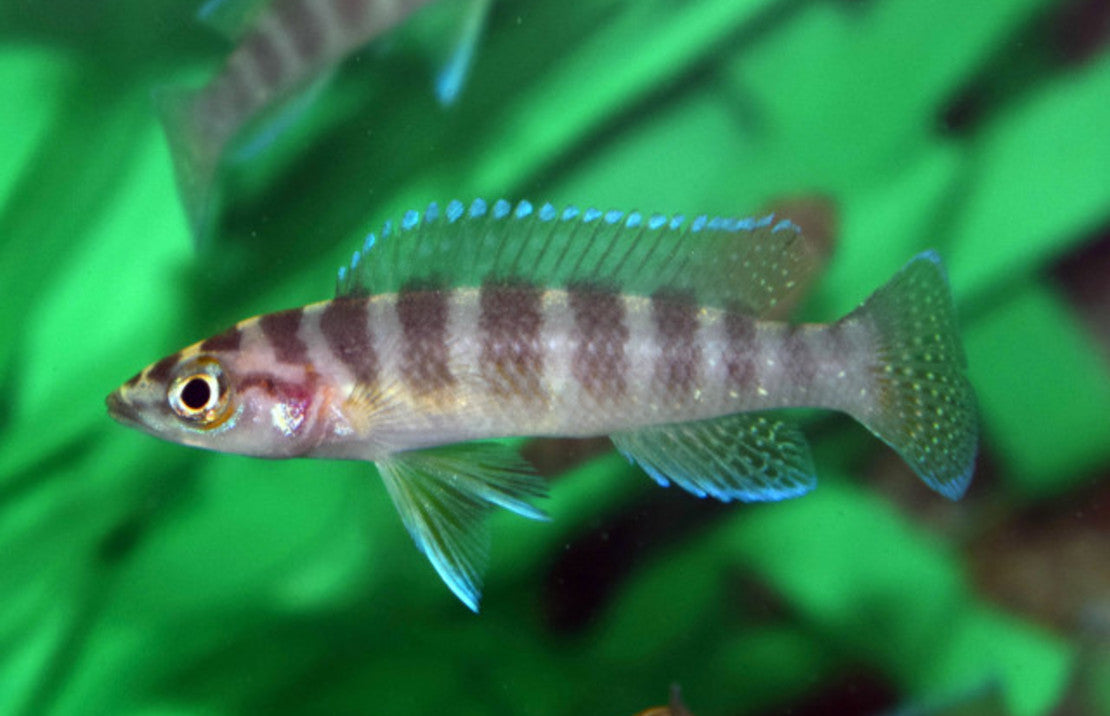 Neolamprologus Cylindricus S-m Tanganyika Cichlide Cylindricus