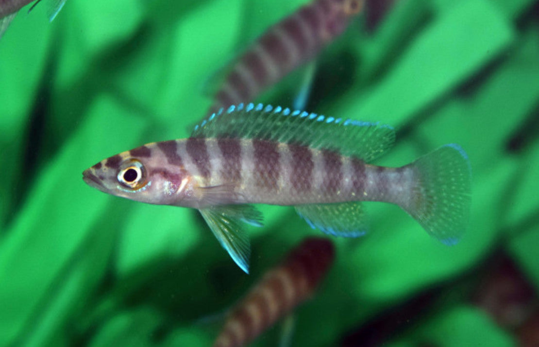 Neolamprologus Cylindricus S-m Tanganyika Cichlide Cylindricus