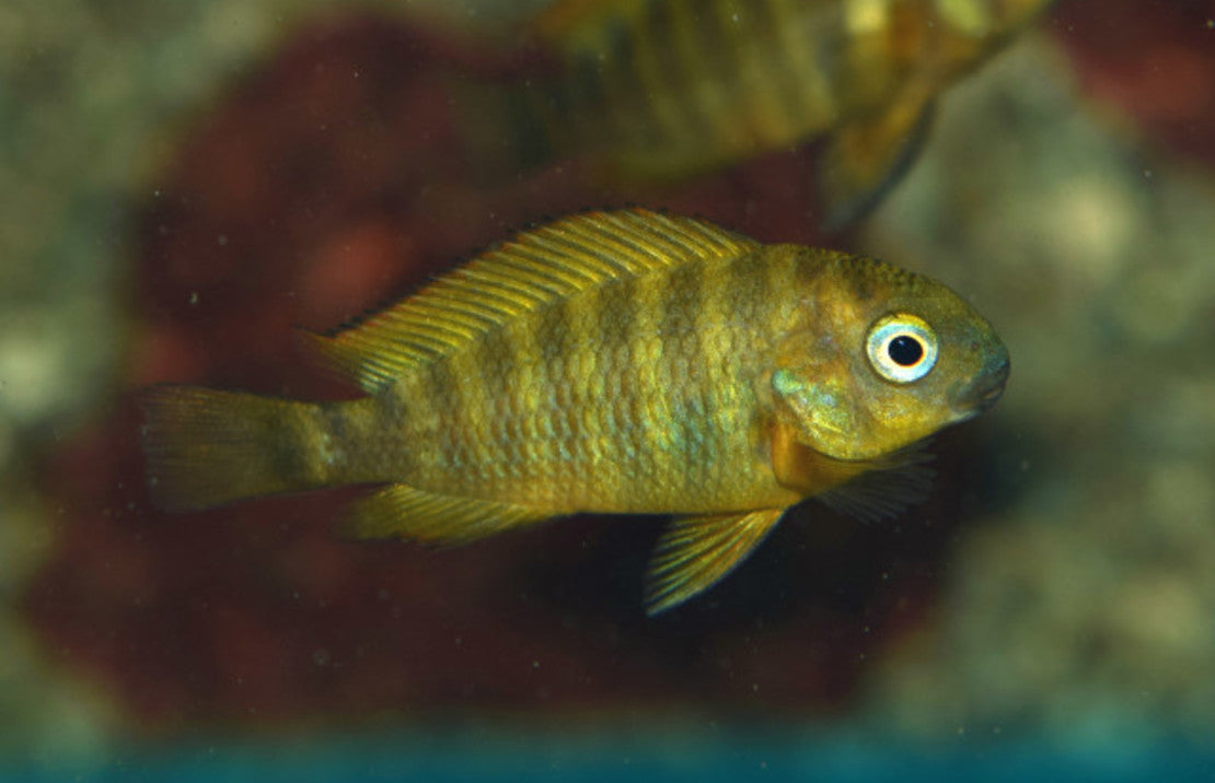 Tropheus Brichardi Namansi Fiery Fry F1 S Tanganyika Cichlide Namansi