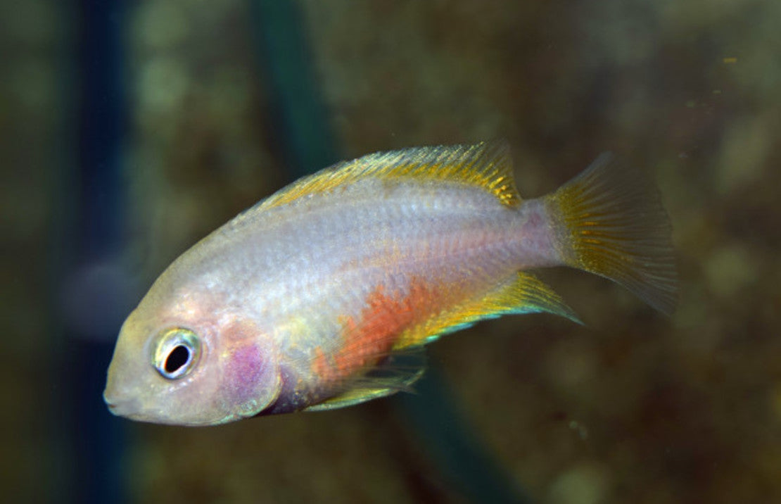 Amatitlania nigrofasciata White M Zebra Cichlide Wit