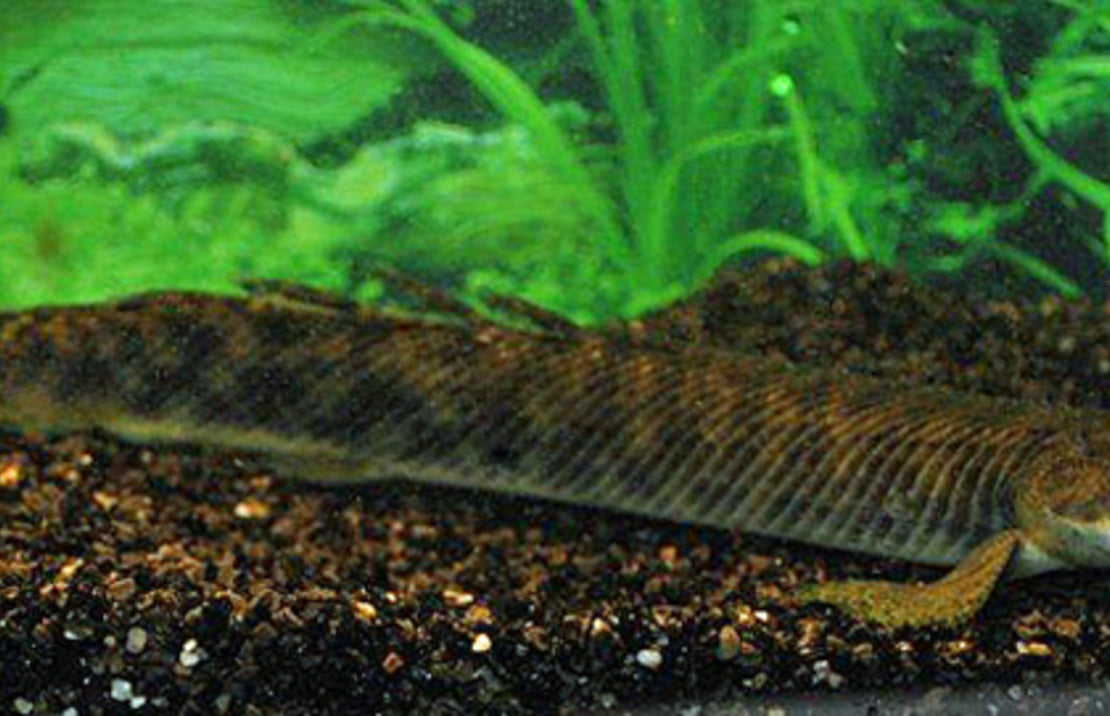 Polypterus Palmas S Kwastvinsnoek Palmas