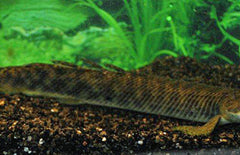 Polypterus Palmas S Kwastvinsnoek Palmas