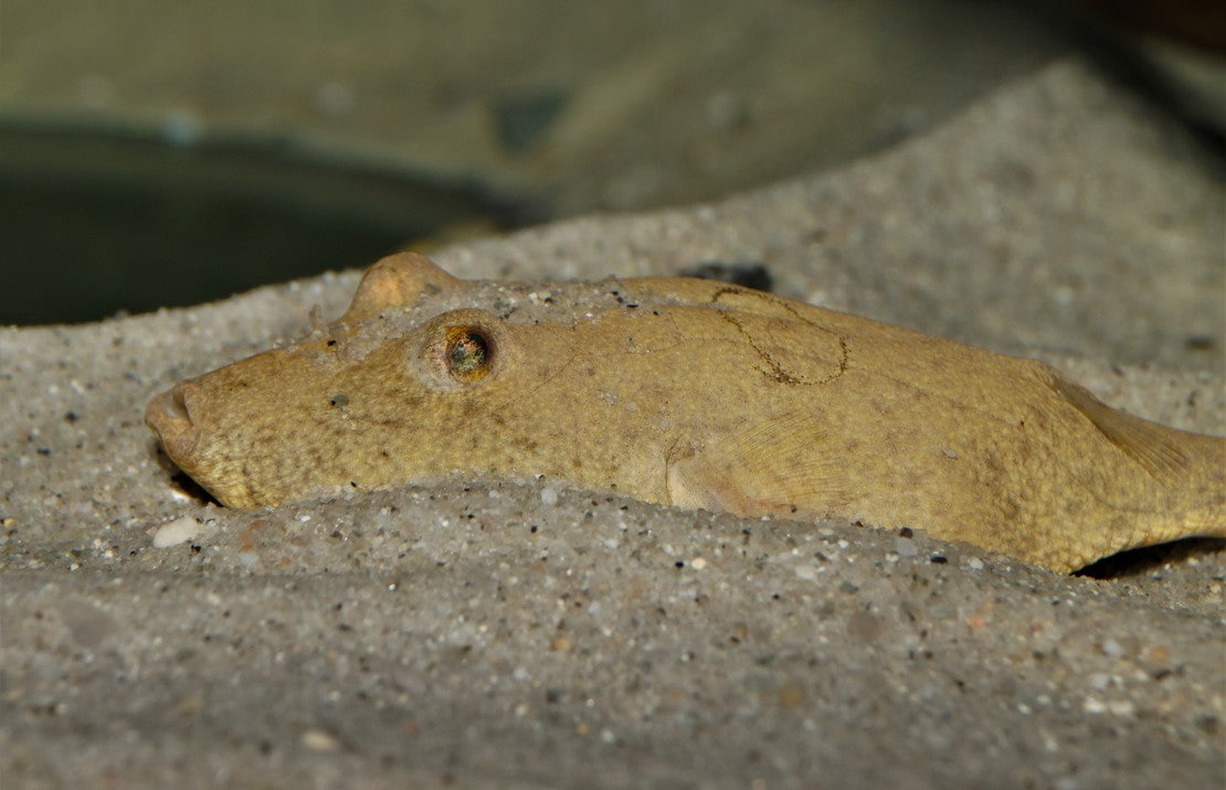 Tetraodon Miurus Bruine Kofferkogelvis Congo