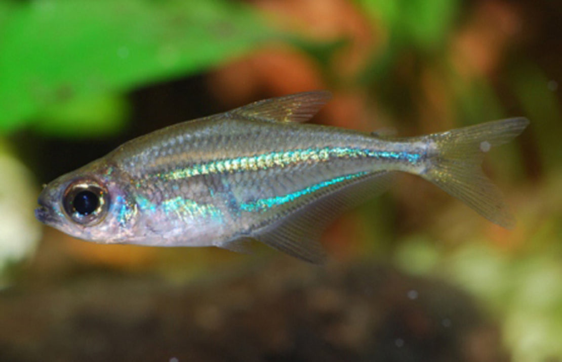 Heterocharax virgulatus M Tetra virgulatus