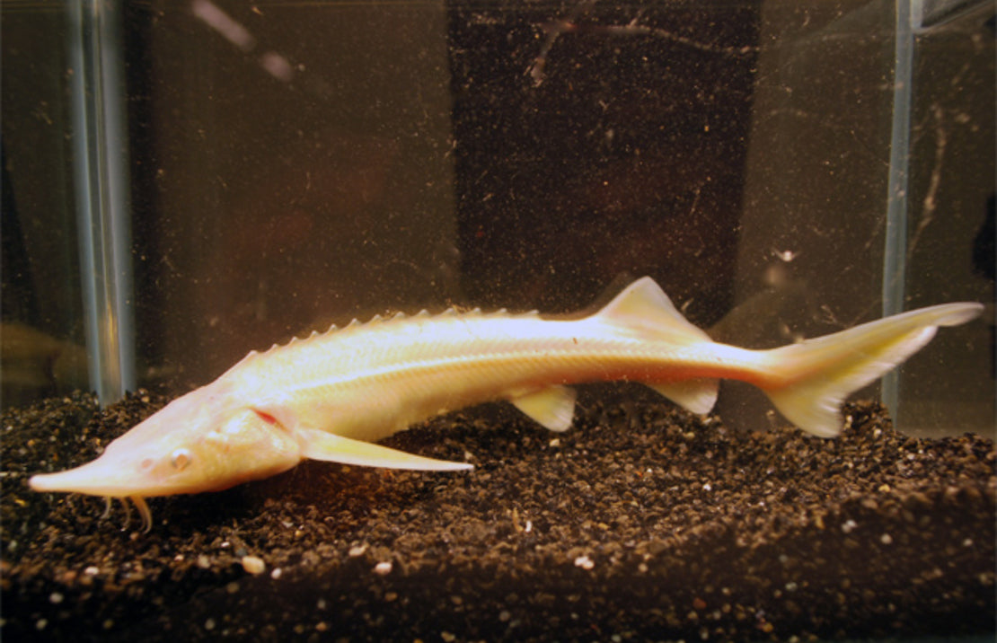 Sterlet steur albino Acipenser ruthenus albino 30-40 cm