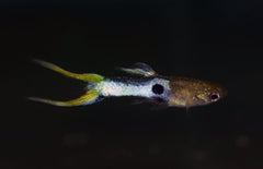Poecilia Wingei Japan Blue Lasertail Male