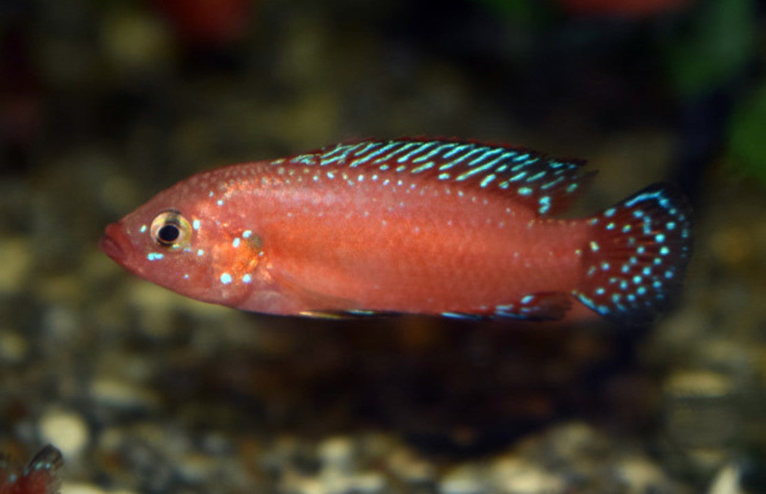 Hemichromis Exsul  M  Juweelcichlide Exsul
