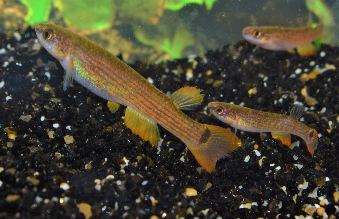 Anablepsoides Rectocaudatus M Killivis Rectocaudatus