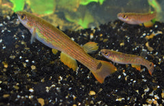 Anablepsoides Rectocaudatus M Killivis Rectocaudatus