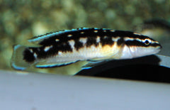 Julidochromis Transcriptus Keleme M Tanganyika Cichlide Keleme