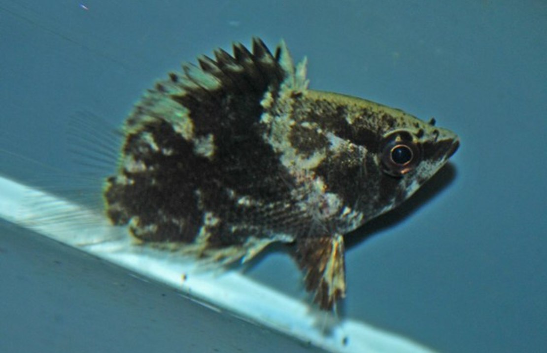 Polycentropsis Abbreviata L Afrikaanse Bladvis