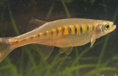 Devario Auropurpureus M Tijger Danio