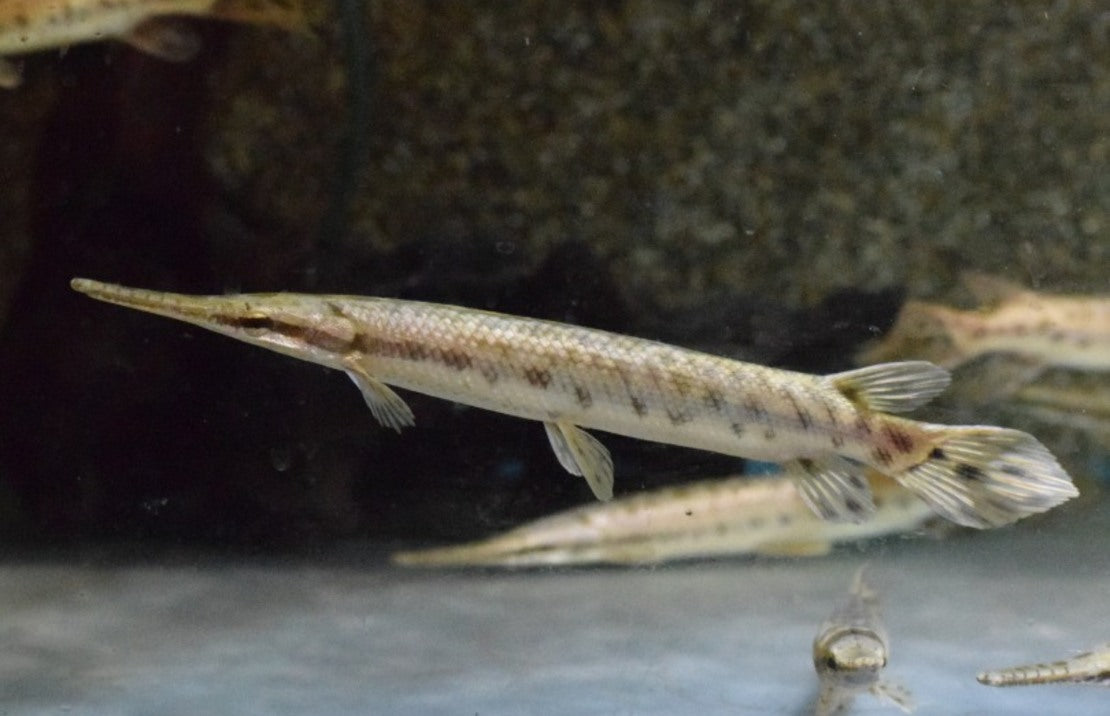Lepisosteus Oculatus - Gevlekte Kaaimansnoek